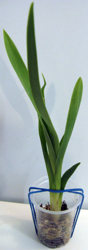 !ростик мильтонии.jpg