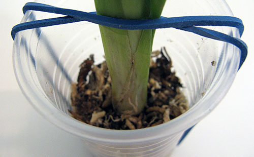 !ростик мильтонии 1.jpg