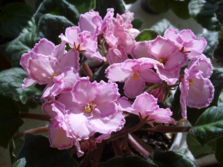 Tomorrow`s Pink Ice.JPG