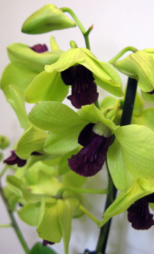 абрикосовый дендробиум букетик.jpg