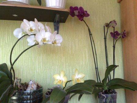 Копия Кусочек жизни...3872.jpg