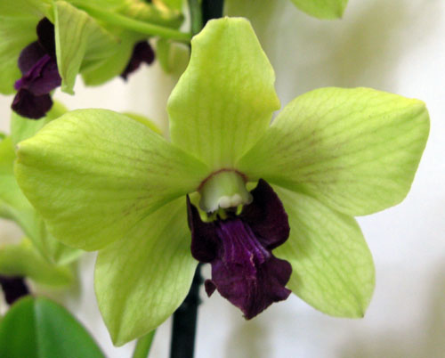 абрикосовый дендробиум цветок.jpg