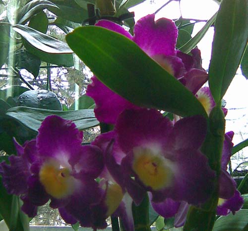 Дендробиум Нобиле.jpg