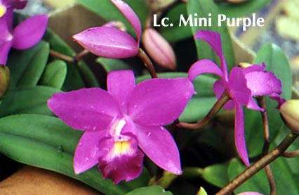 LcMiniPurple.jpg