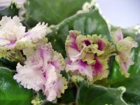 Осенний танцор4.jpg