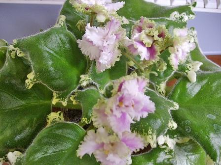 Осенний танцор2.jpg