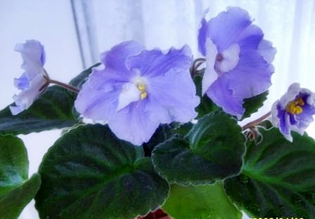 Волшебные сны(Макуни)2.jpg