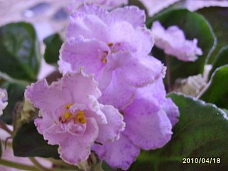 Aly`s Crinolines55.jpg