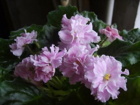 Розовая пантера(Морев).JPG