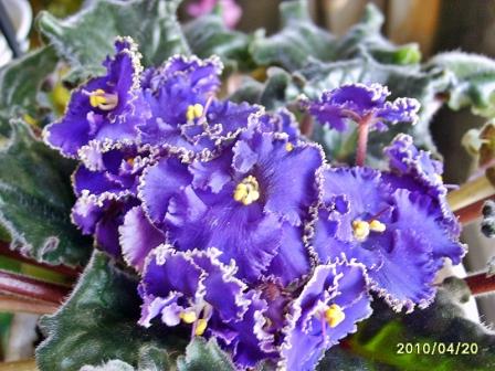 Optimara Ever Special.JPG