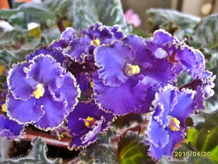 Optimara Ever Special2.jpg