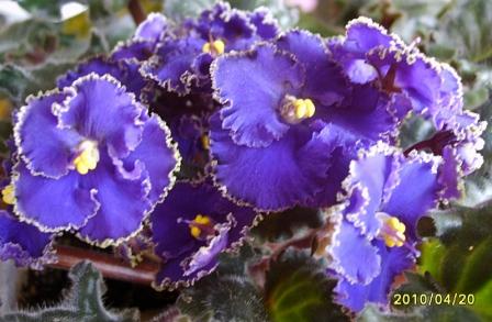 Optimara Ever Special3.jpg