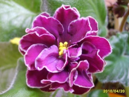 ЕК-Магия Любви(цветок).JPG