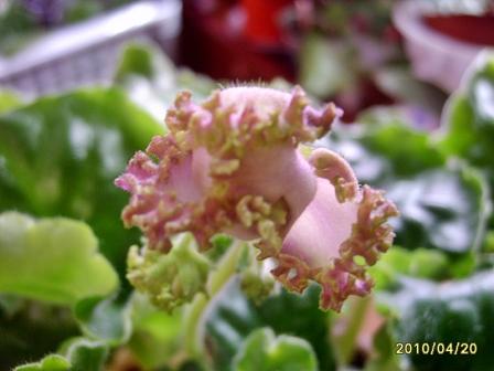 Pretty Poison(Sorano)2.JPG