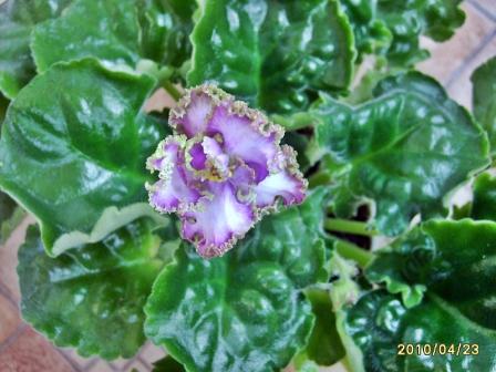 Pretty Poison(Sorano)-розеткаJPG.JPG