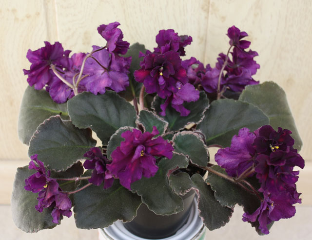 Неоновая-фантазия 2.jpg