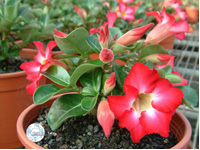 Adenium_Mini_Size1.jpg