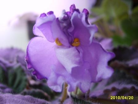 Buckeye Blushing.JPG