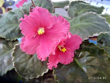 Ma`s Almost Autumn3.JPG