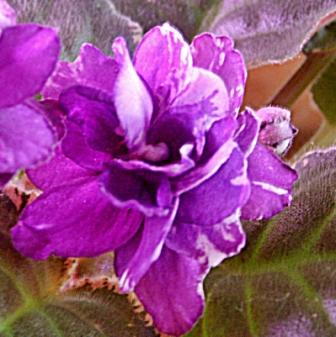 Apache Shadows-цветокJPG.JPG