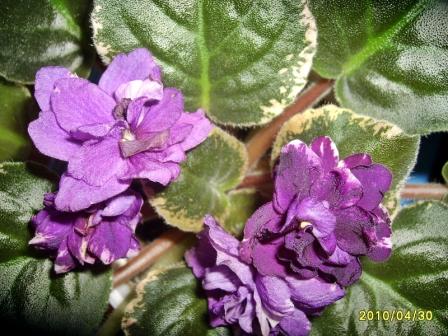 Apache Shadows4JPG.JPG