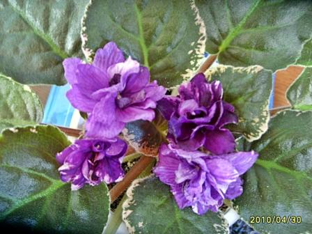 Apache Shadows2JPG.JPG