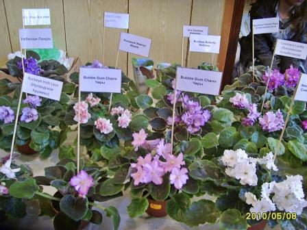 Выставка 8мая 2010г.JPG