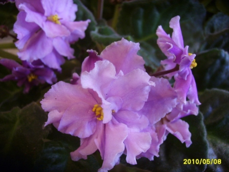 Lyusiana Laleby1.JPG