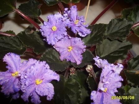 ЕКоролева льда.JPG