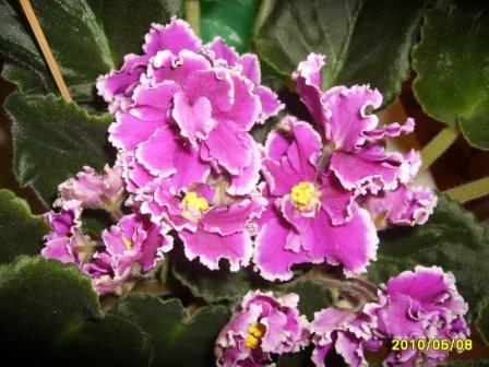 Ек-Русский сувенир2.JPG