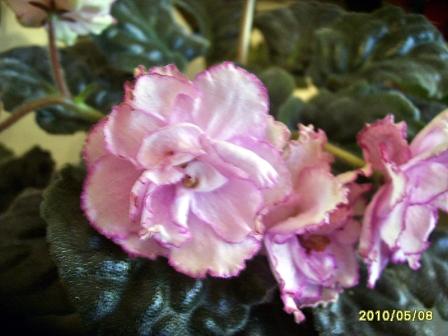 Ек-малина со сливками.JPG