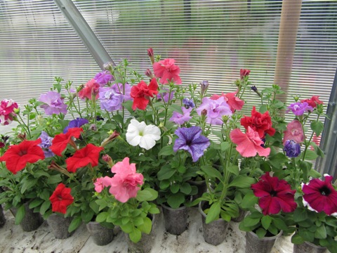 петуния2.jpg