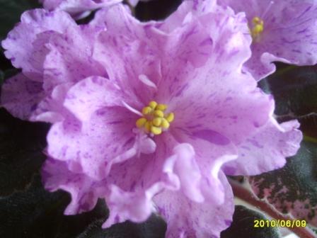 Buckeye Eureka 2.JPG