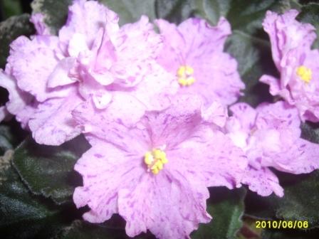 B E 7 со вспышкой.JPG