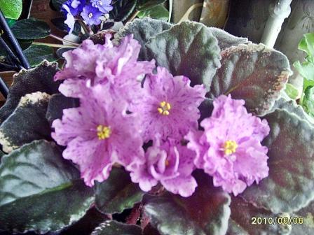 Buckeye Eureka 22.JPG