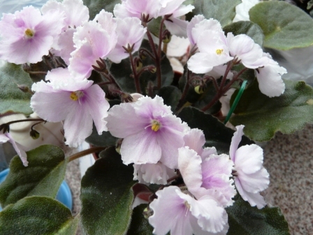 Изображение 109-1.jpg