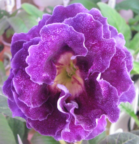 Ночная красавица.jpg