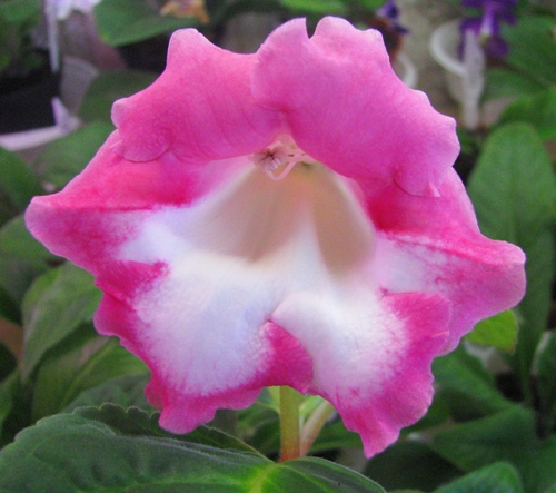 Тидея Американочка 1.jpg