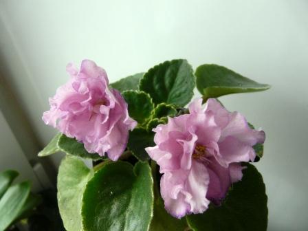 Изображение 028-1.jpg