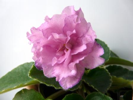 Изображение 007-1.jpg