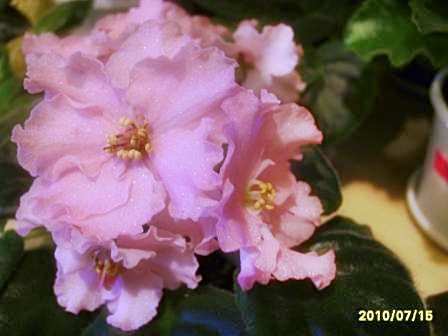 Ек День Роз61.JPG