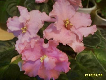 Ек День роз90.JPG