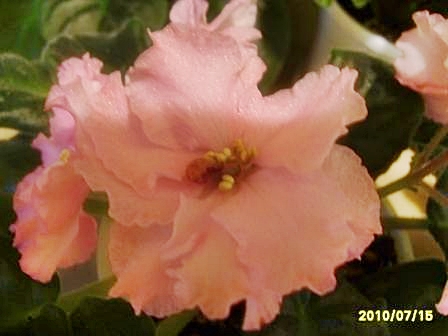 Ек День Роз71.JPG