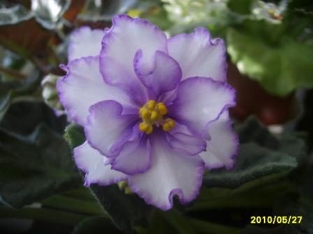 Ек-Лунная соната.JPG