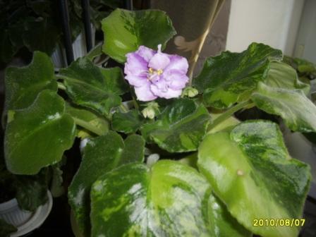 ЕК-Хрустальный фонтан-куст с химерным листом.JPG