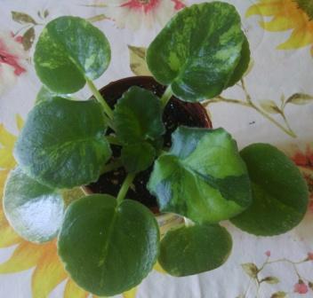 детка ЕК-Хрустальный фонтан.JPG