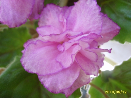 ЕК-Королева Бала33.JPG