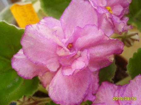 ЕК-Королева Бала23.JPG