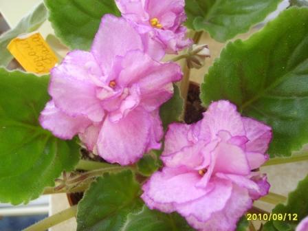 Ек-Королеа Бала33.JPG