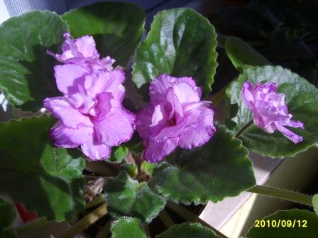 ЕК-Королева Бала-куст.JPG